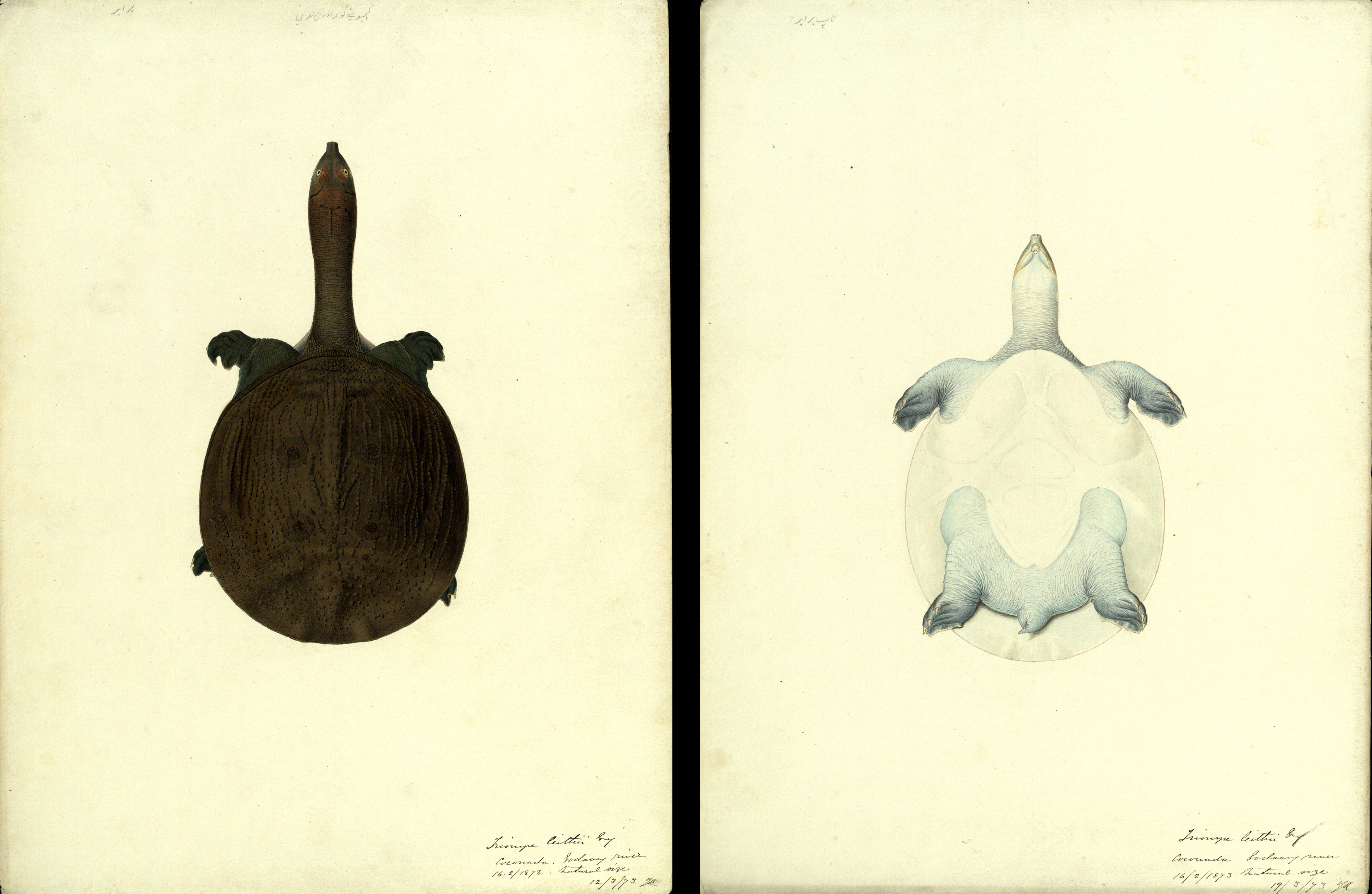 Top and underside of a softshell turtle from a river near Kakinada, 1873, 