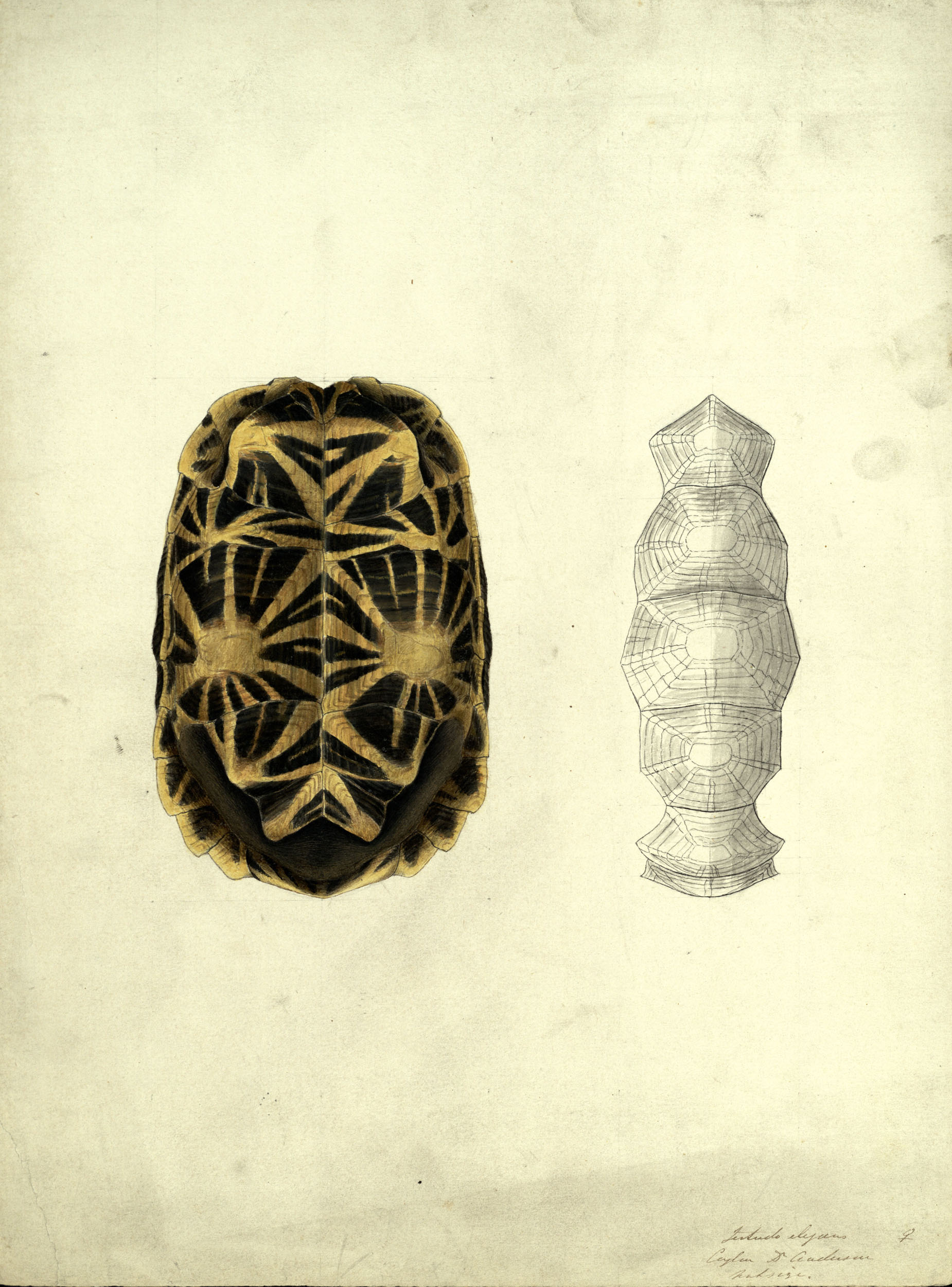 Hand-painted illustration and pencil diagram of an Indian star tortoise shell