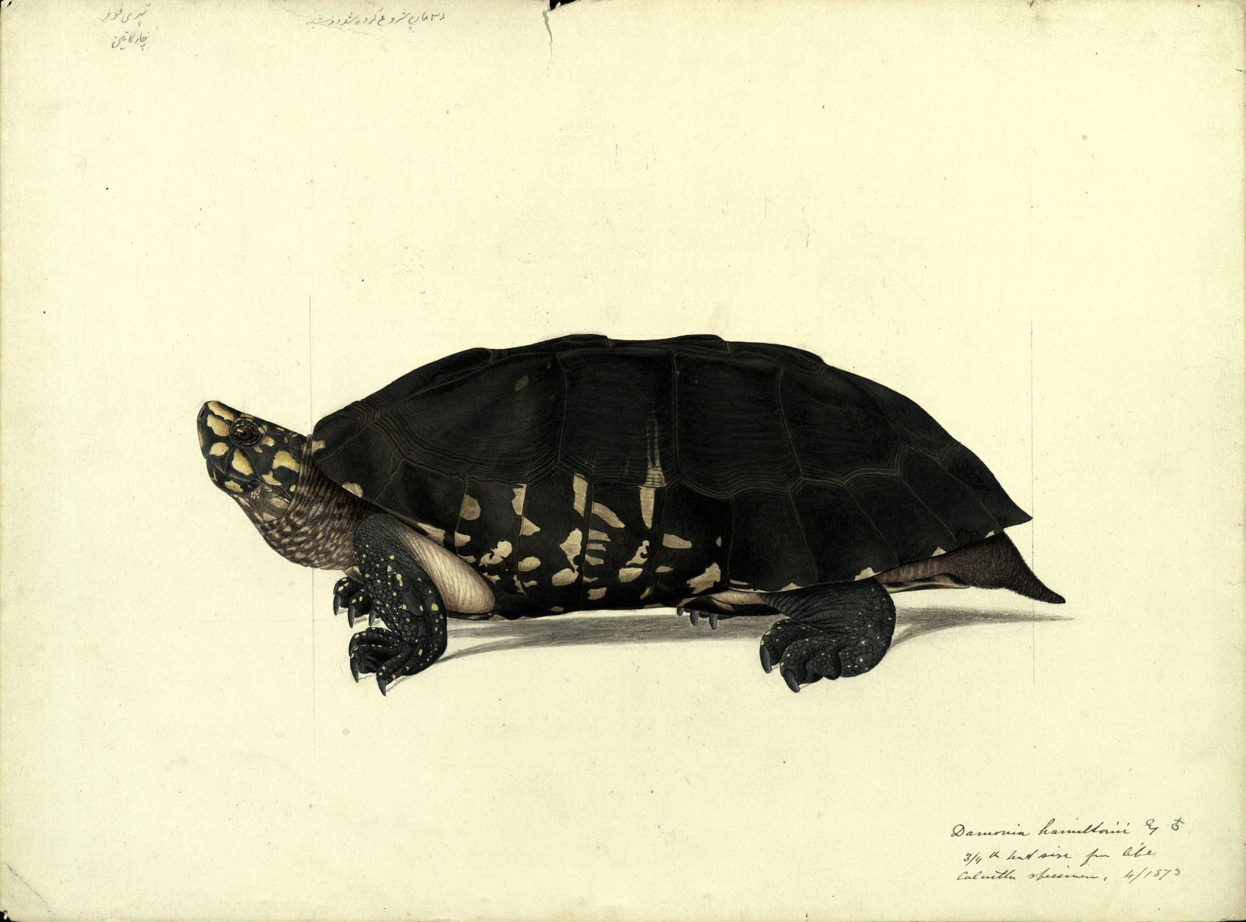 A black pond turtle by John Anderson (ms30413)