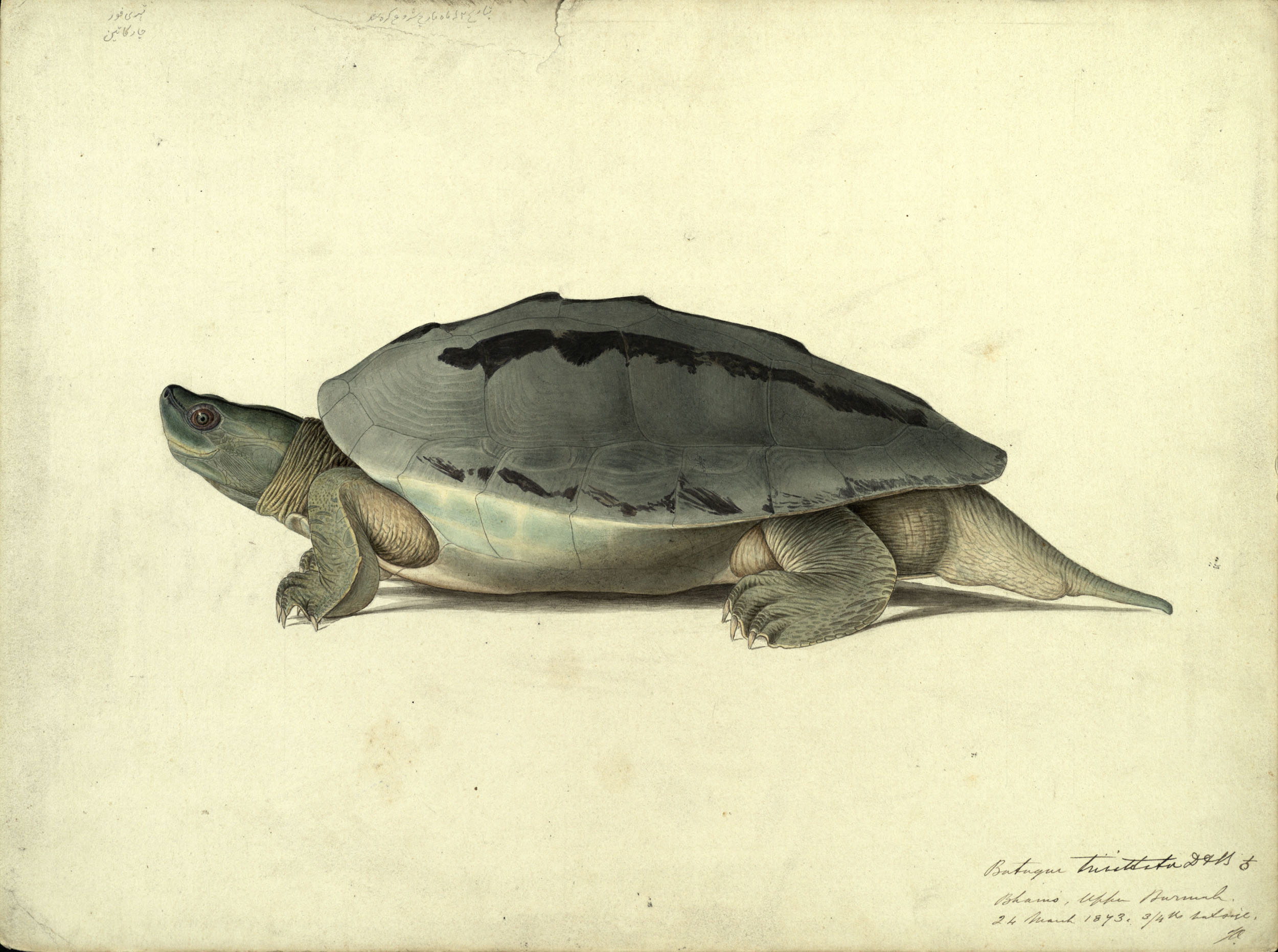 A hand-painted picture of a __, 1873, by Scottish naturalist John Anderson (St Andrews manuscript ms30413)