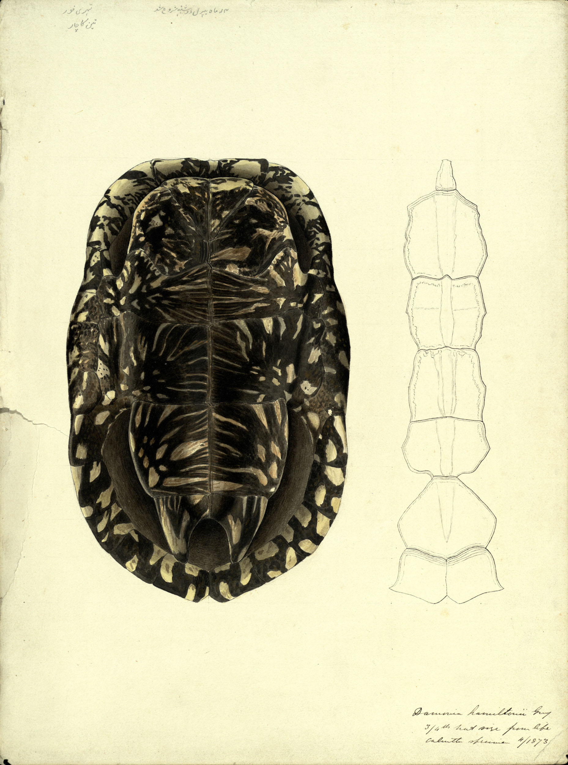 A hand-painted illustration and pencil diagram of a black pond turtle shell, 1873, by Scottish naturalist John Anderson (St Andrews manuscript ms30413)