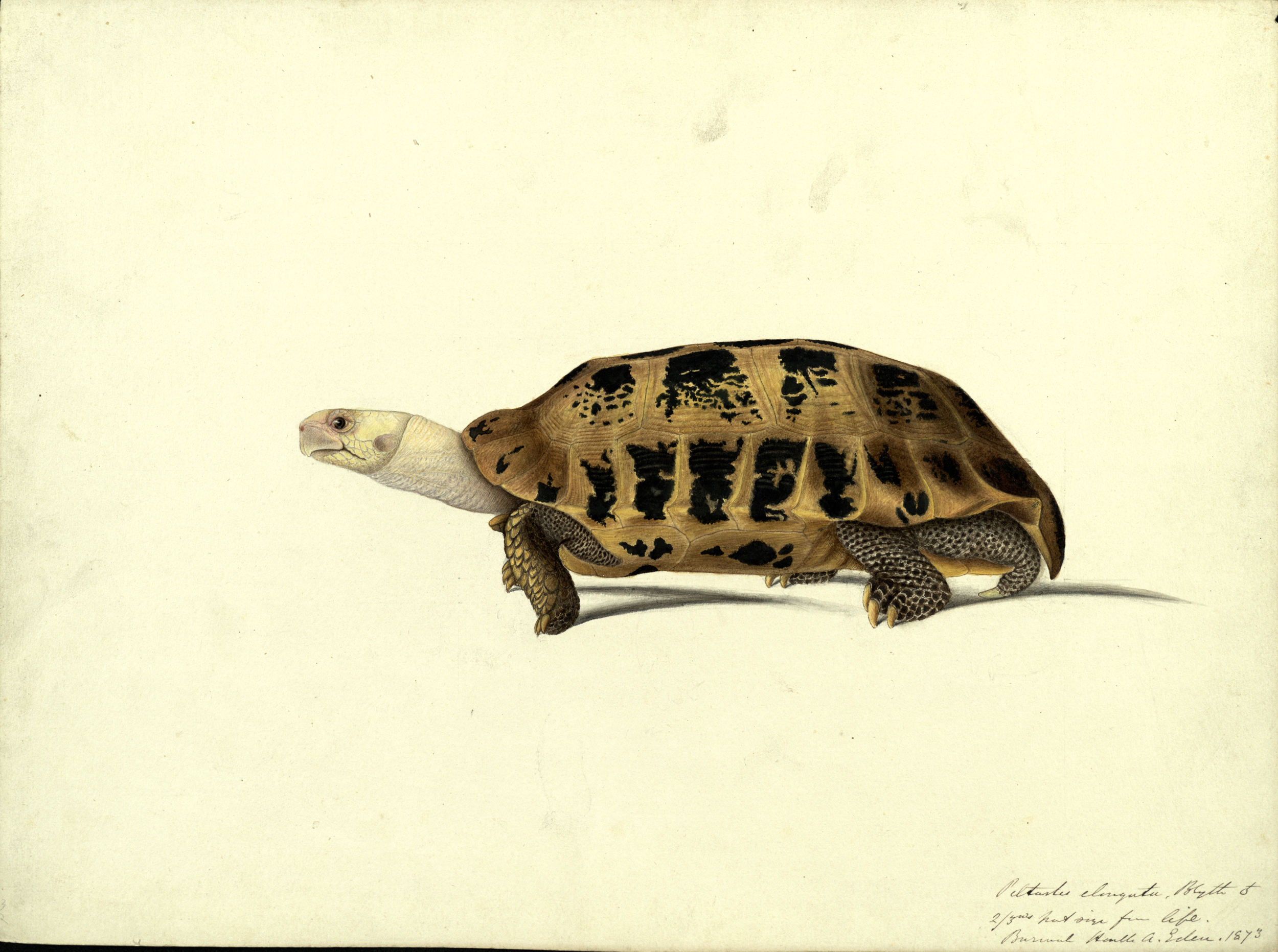 A hand-painted illustration of an Elongated tortoise, 1873. by Scottish naturalist John Anderson (St Andrews manuscript ms30413)