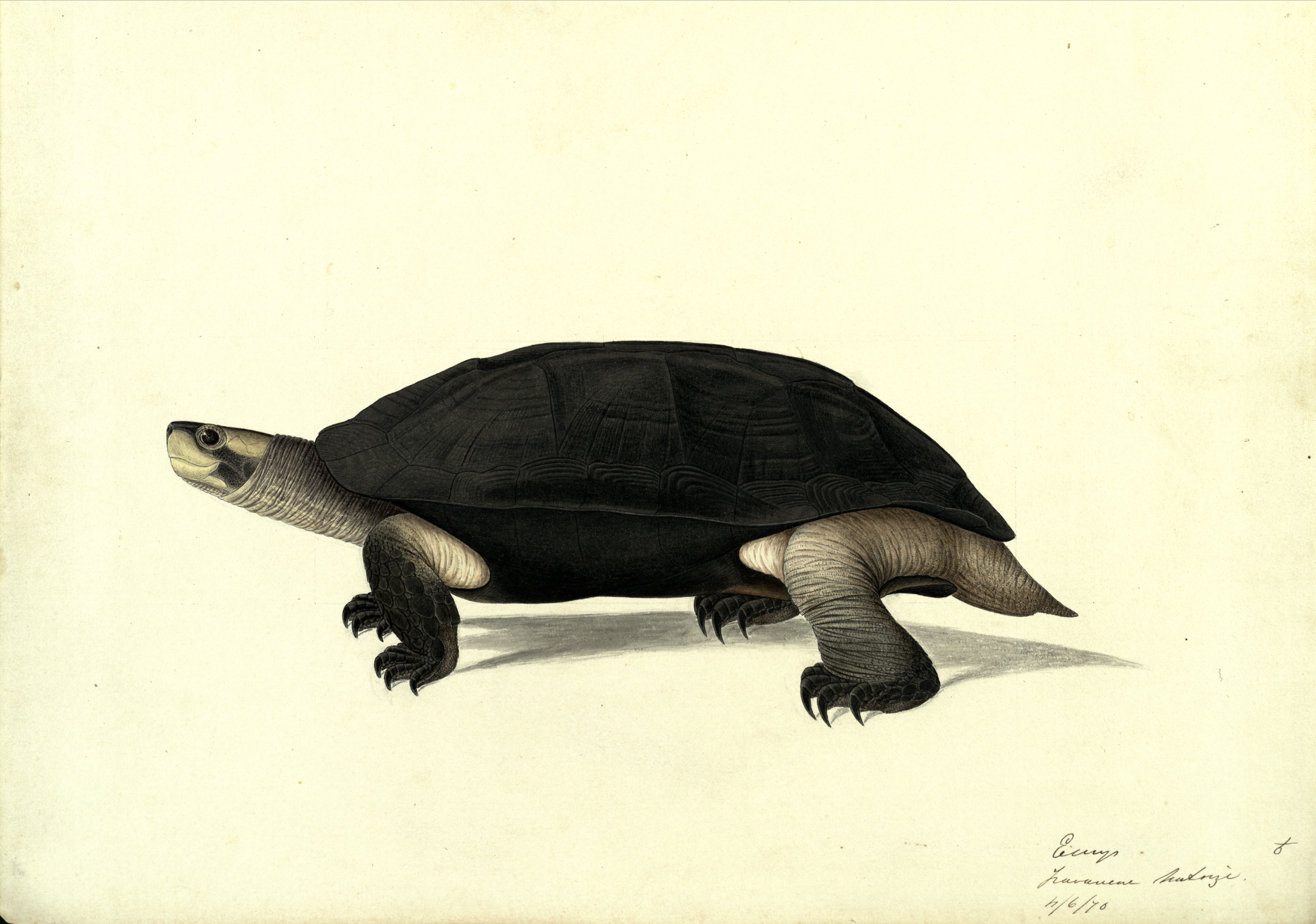 Hand-painted illustration of a member of the Emys genus, 1876, by Scottish naturalist John Anderson (St Andrews manuscript ms30413)