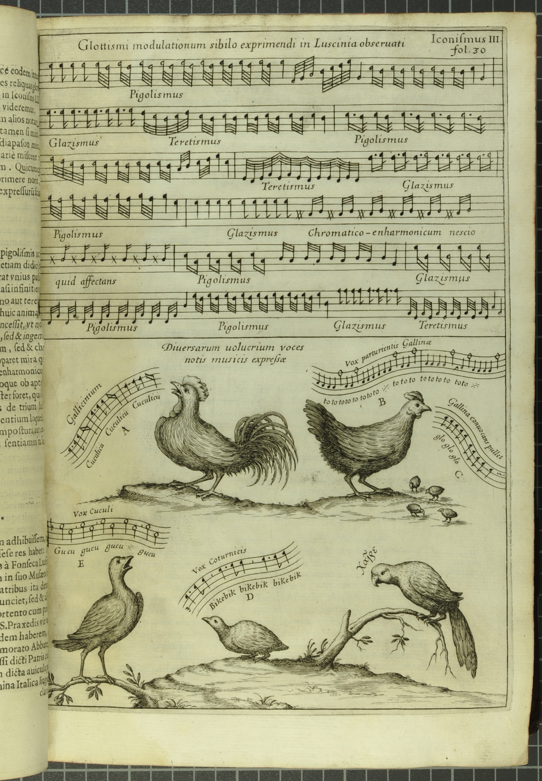 One of the most famous plates from Kircher's Musurgia Universalis is this engraving depicting musical notation of bird songs. The nightingale's song is first, then the cock, the hen laying eggs and calling her chicks, the cuckoo, the quail and the parrot (St Andrews copy r17f ML3805.K5M8)