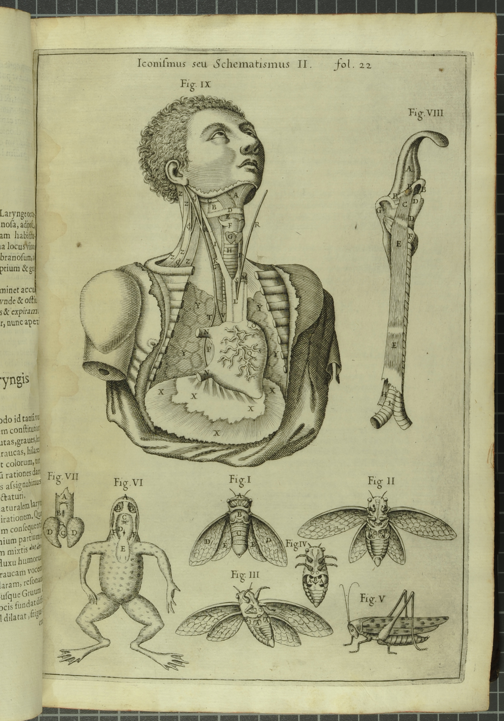 Illustration from Kircher's Musurgia Universalis depicting various voice or noise producing organs in men, frogs, bees, grasshoppers and other insects (St Andrews copy at r17f ML3805.K5M8)