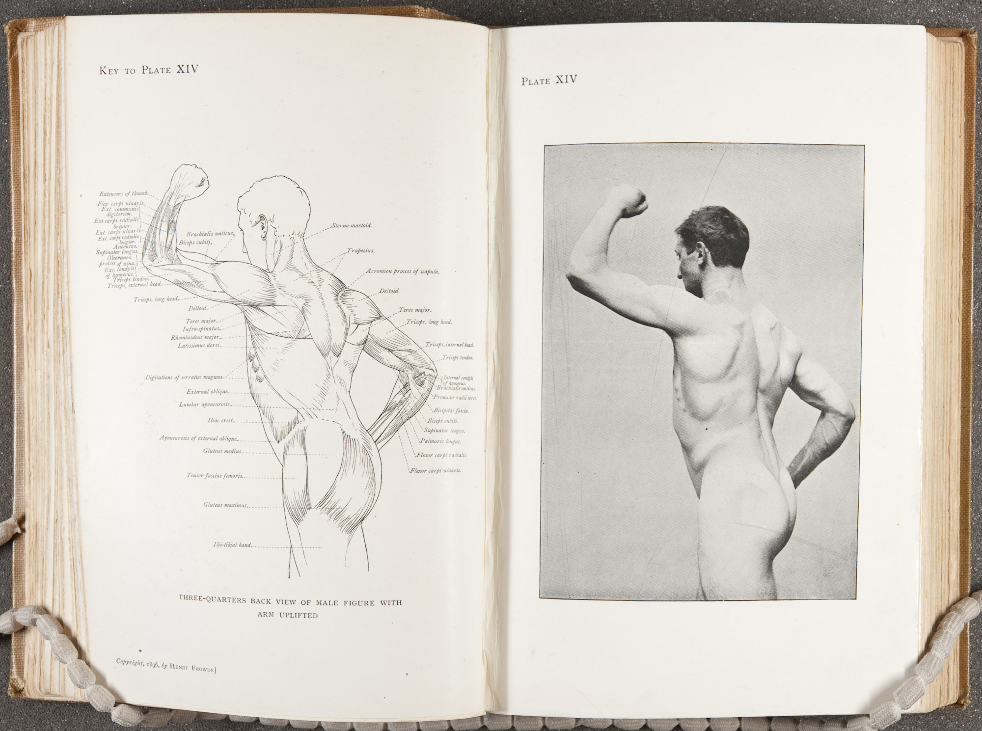 "Three-quarters back view of male figure with arm uplifted," page 106