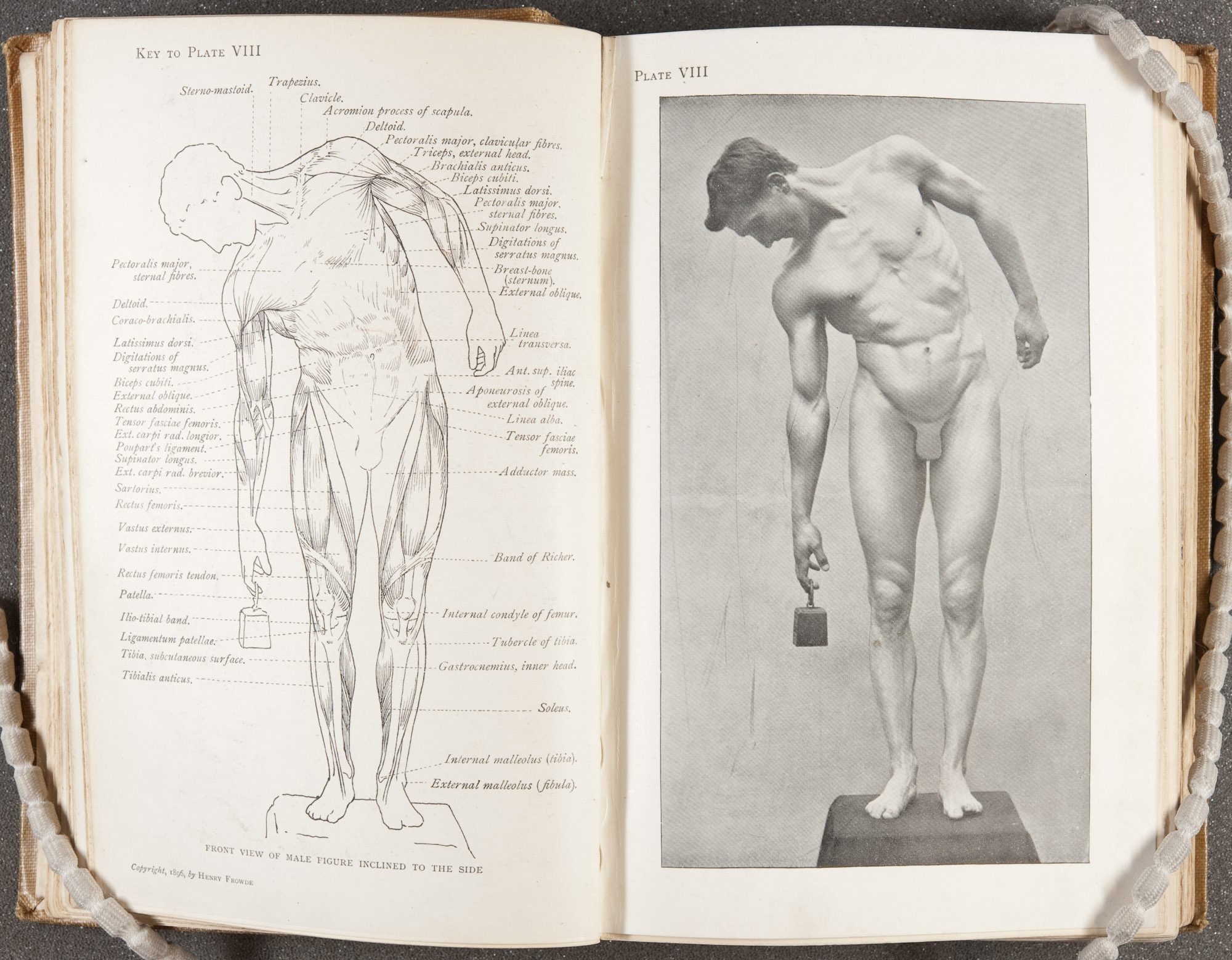 "Front view of male figure inclined to the side," page 62 of Arthur Thomson's A handbook of anatomy for art students (1896). St Andrews copy at Photo NC760.T5  