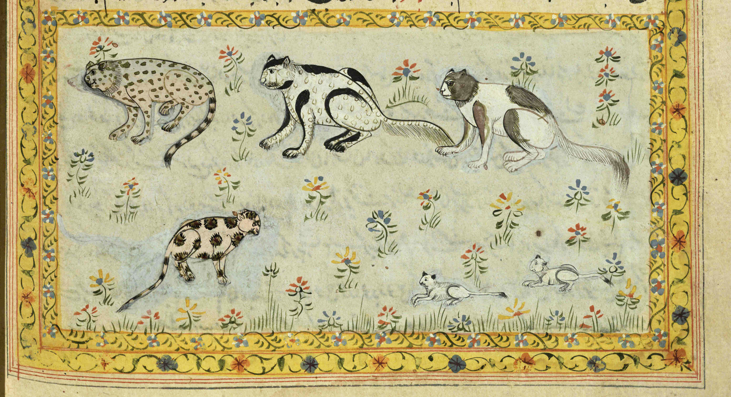 Cats from 17th or 18th century manuscript copy of “The Book of Wonders of the Age” (St Andrews ms32(o))