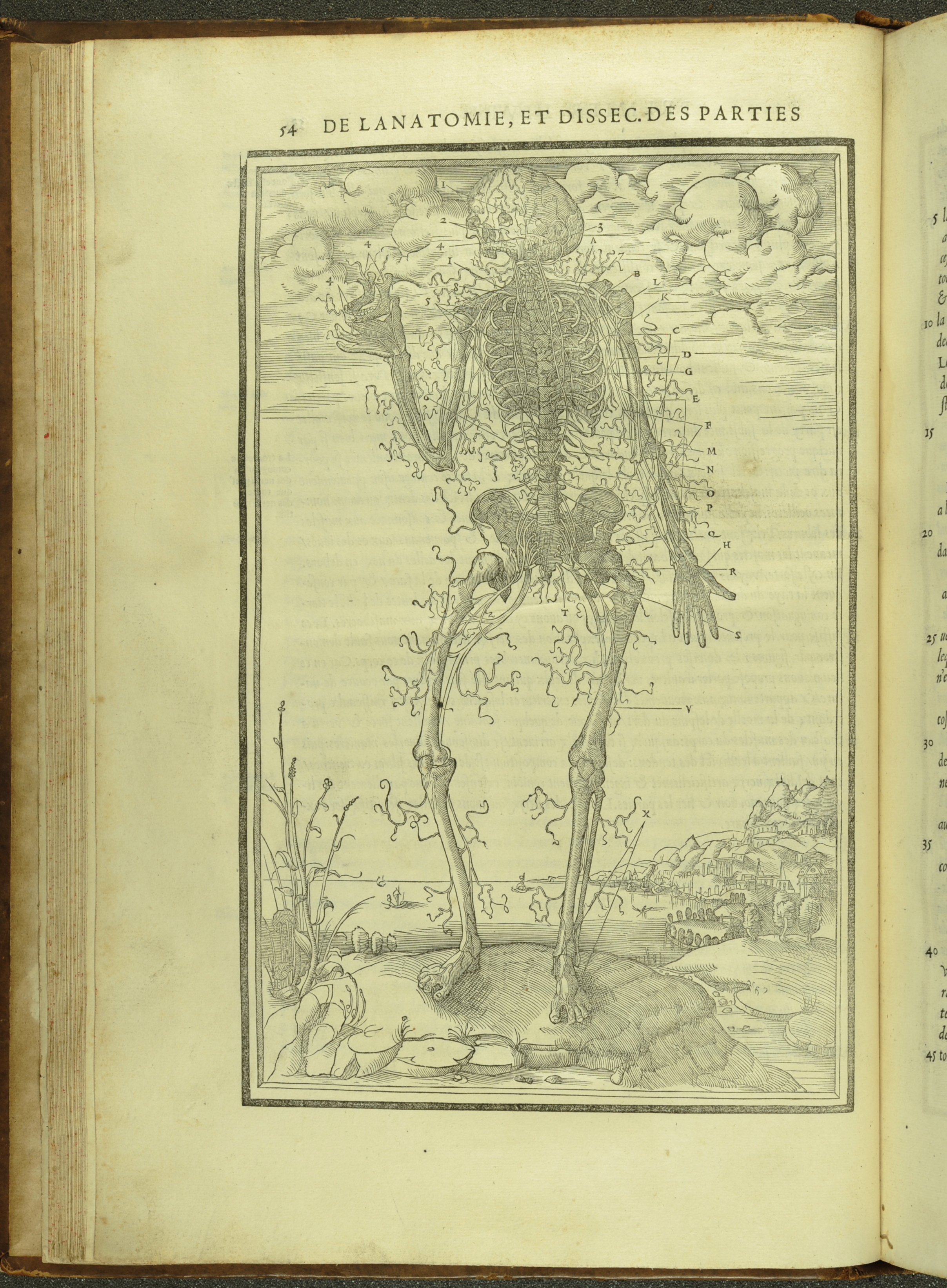 An anatomical diagram of the nervous system from Estienne's Anatomy (1546) (St Andrews TypFP.B46C£)