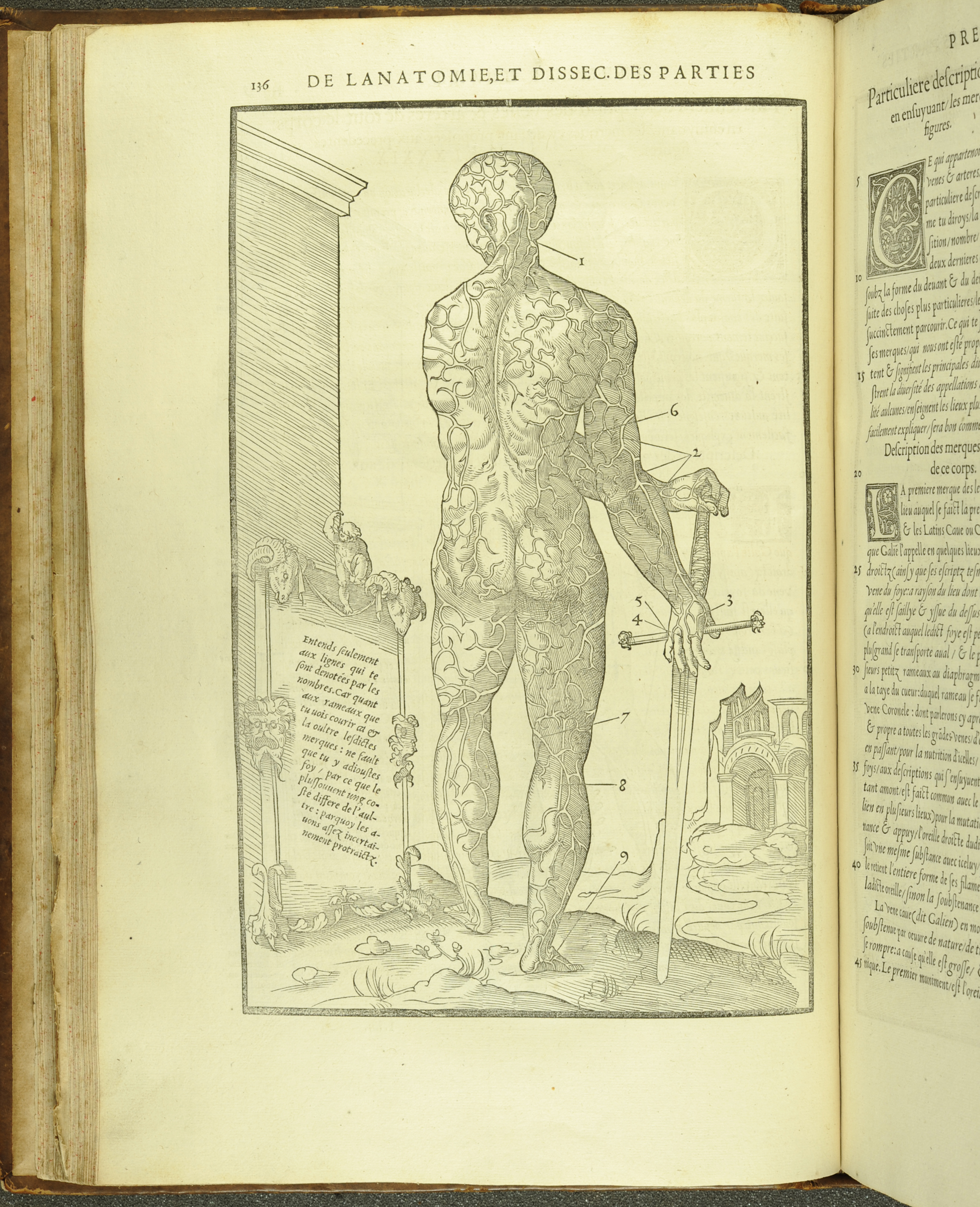 An anatomical diagram of the venous system from Estienne's Anatomy (1546) (St Andrews copy at TypFP.B46CE)