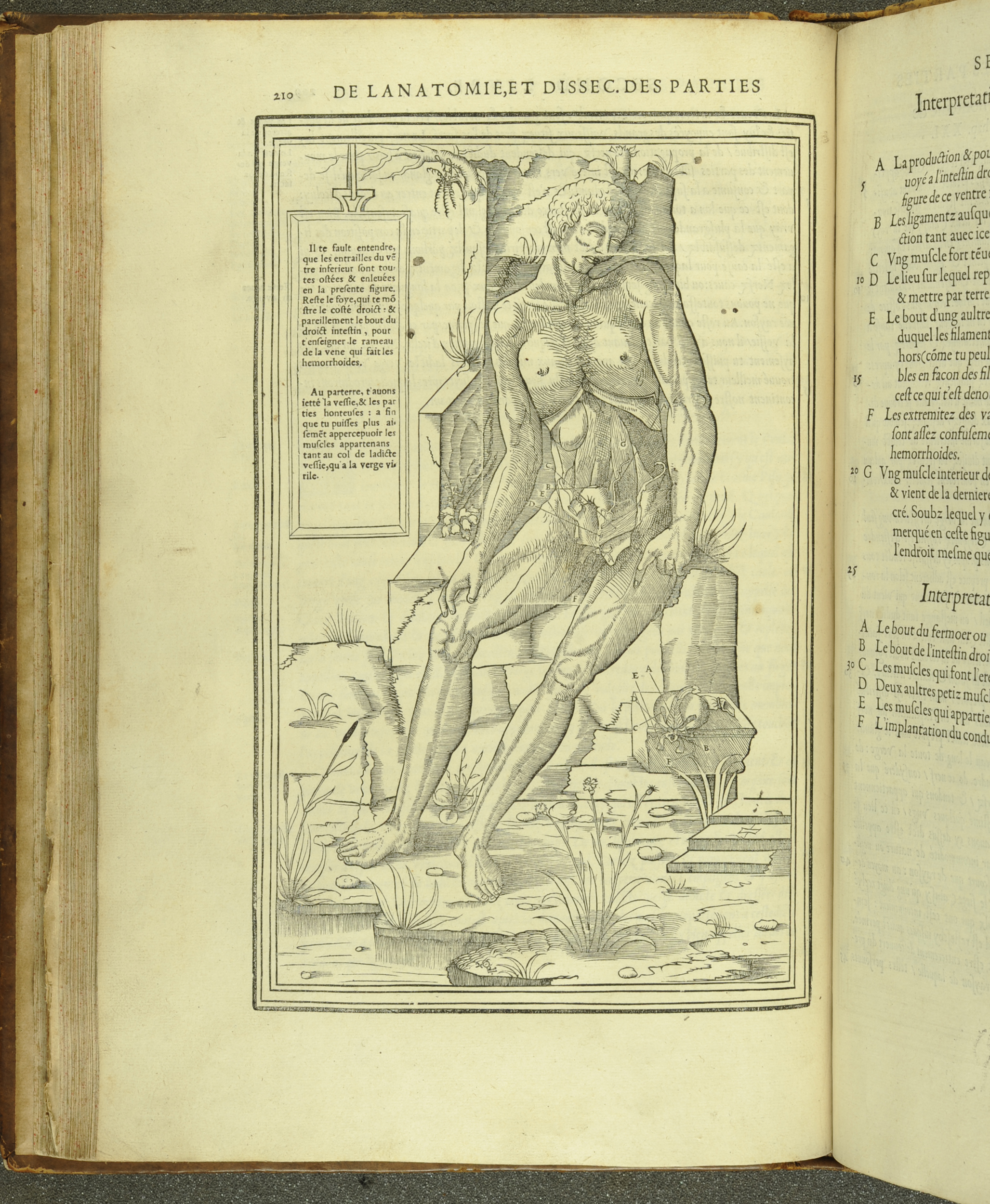 An anatomical illustration of the stomach and liver from Estienne's Anatomy (1546) (St Andrews TypFP.B46CE)