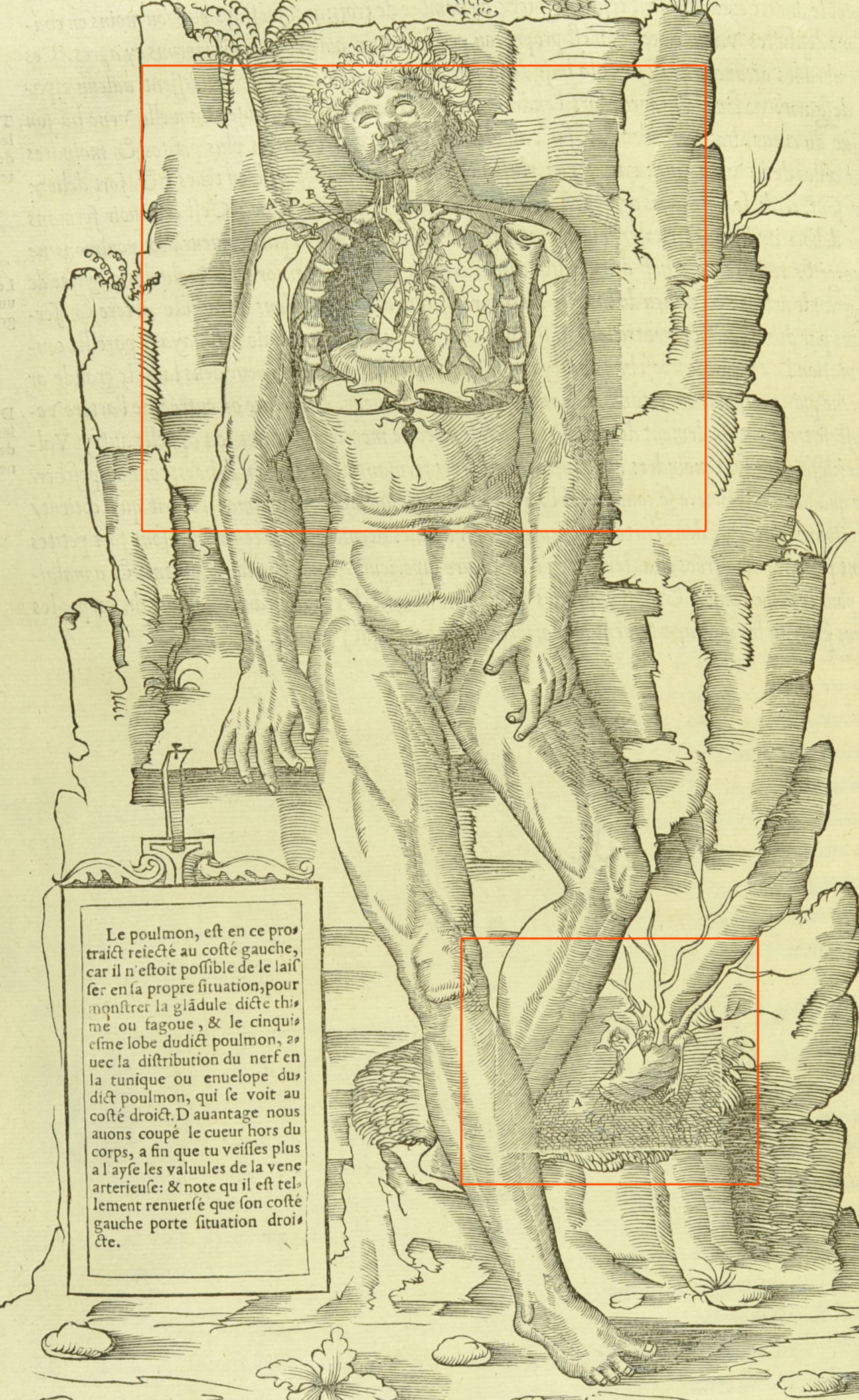 A full-page woodcut having been reused for Estienne's Anatomy (1546), the new portions are highlighted in orange (St Andrews copy at Typ