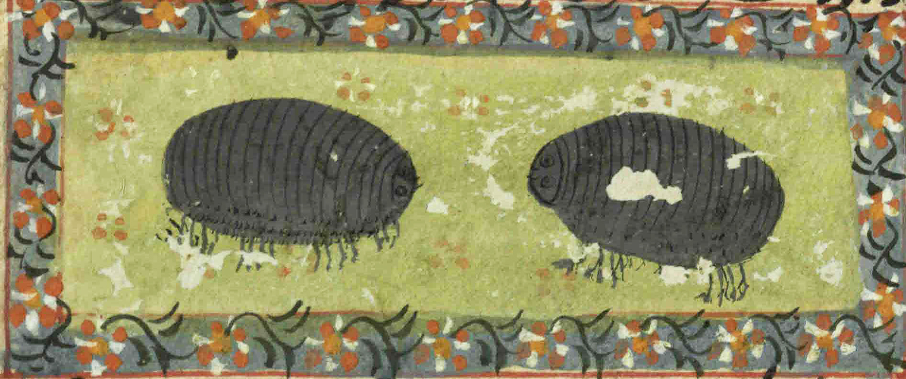 Woodlice from "The Book of Wonders of the Age” (St Andrews ms32(o))