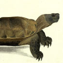 Week 31: Eastern tortoises 