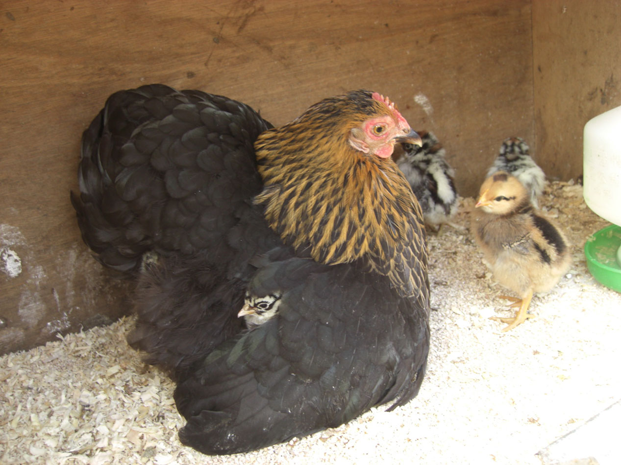 Mrs Waddell, one of our hens.