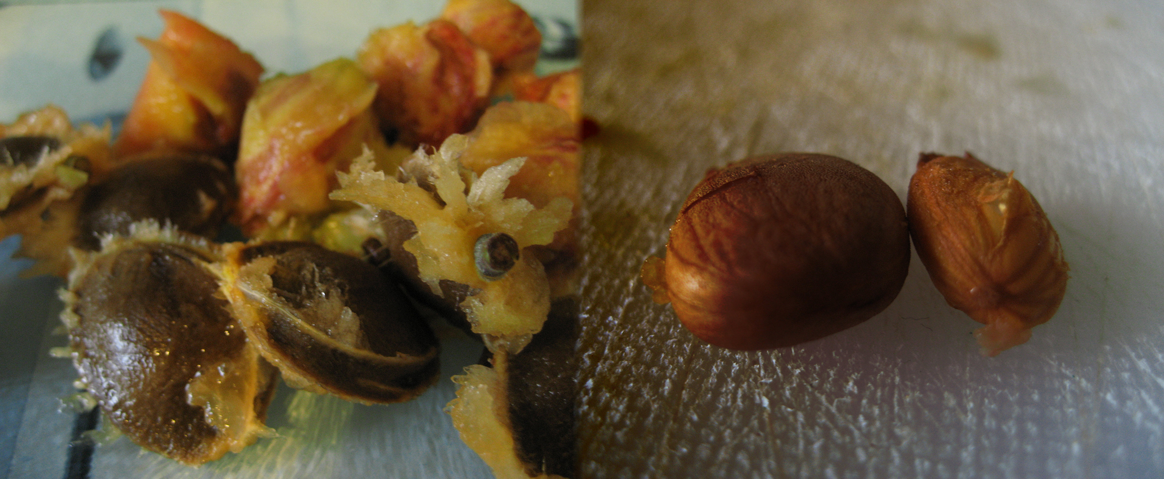 Pictured on the left are the peach and apricot stones, and on the right the kernels from inside.