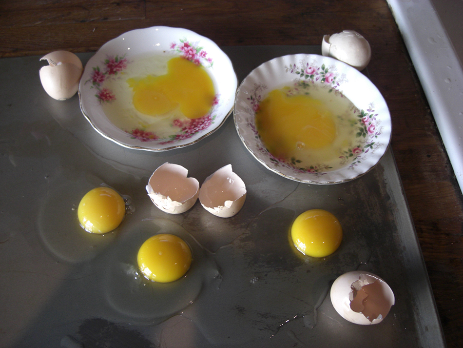 Egg preservation experiment