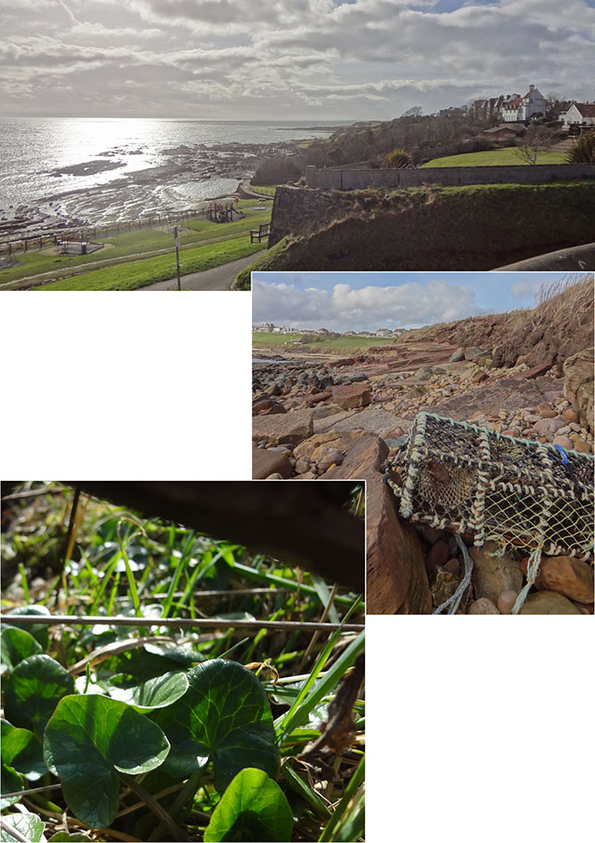  Foraging for Scurvy-grass took us to the rocky shores of the coastal path, on the east side of Crail, where we found it growing in abudance!