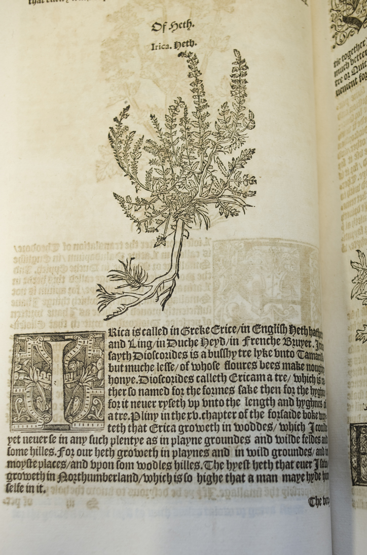 'Of Heth' from the 1568 edition of Turner's Herbal 