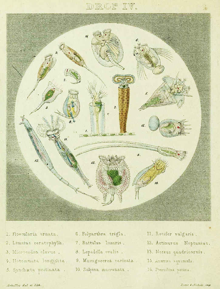 A theoretical drop of water showing 16 species of ‘animalcule’ designated in the class Rotatori from Drops of Water: their Marvellous and Beautiful Inhabitants Displayed by the Microscope, Catlow (1851) sQH277.C2[SR].