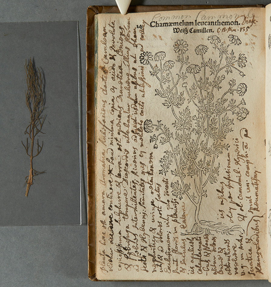 The Simson Collection copy of Leonhard Fuchs' Primi de stirpium historia co[m]mentariorum tomi (Sim QK41.F8B49) contains specimens of some of the plants pictured in the book, like this cutting of chamomile.