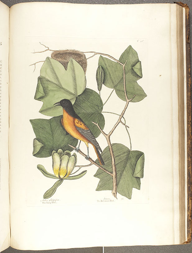 Image from Catesby's Natural History of Carolina (rff QH104.C2).