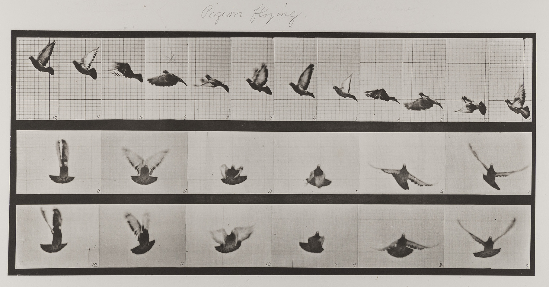 Animal Locomotion plate 755 - Pigeon Flying - Eadweard Muybridge SAUL EJM-AL-77_1