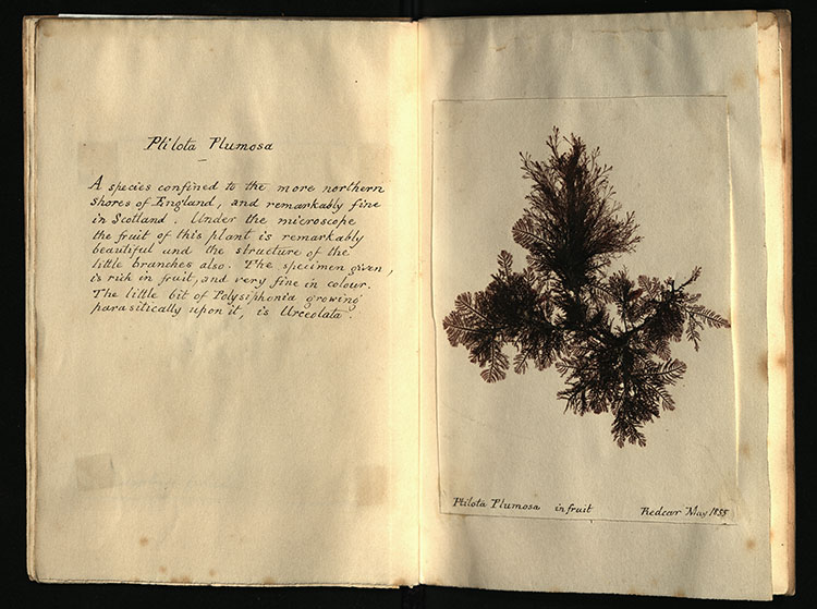 Image of text and seaweed specimen 